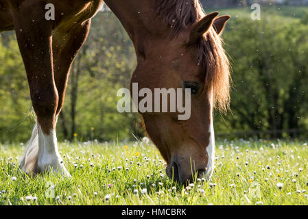 Close up d'un poney alezan pâturage sur une soirée d'été avec bourdonnement de mouches autour de sa tête. Banque D'Images