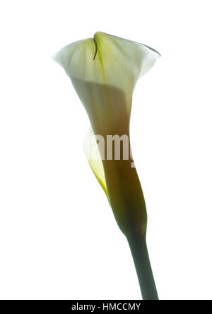 Zantedeschia rétroéclairé blanc isolé sur fond blanc Banque D'Images