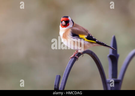 Goldfinch Carduelis caduelis (Fringillidae) Banque D'Images