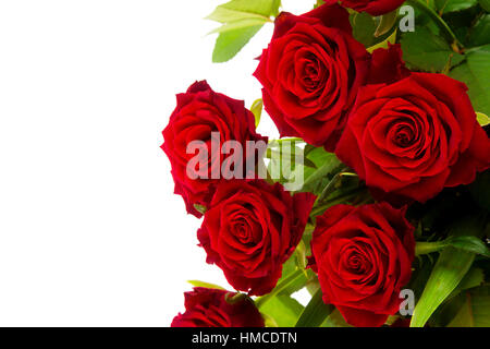 Roses rouges sur fond blanc Banque D'Images