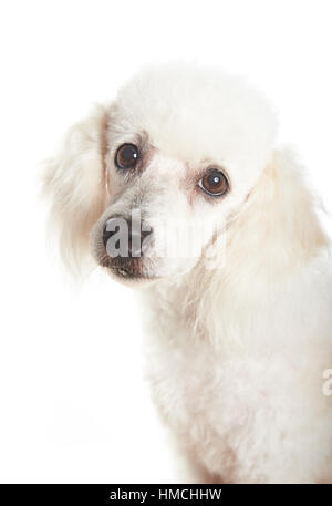 Gros plan du chien caniche femelle français blancs à l'appareil photo Banque D'Images