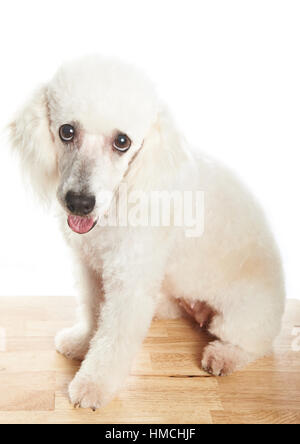 Blanc femelle caniche français dog sitting on table Banque D'Images