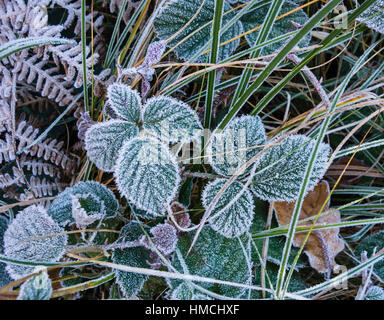 Close-up of Bramble laisse couvert de givre, Dorset, UK Banque D'Images