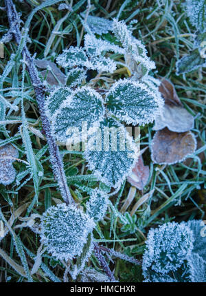 Close-up of Bramble laisse couvert de givre, Dorset, UK Banque D'Images