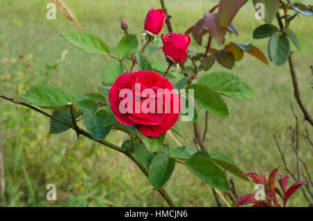 Rosier rouge. Banque D'Images