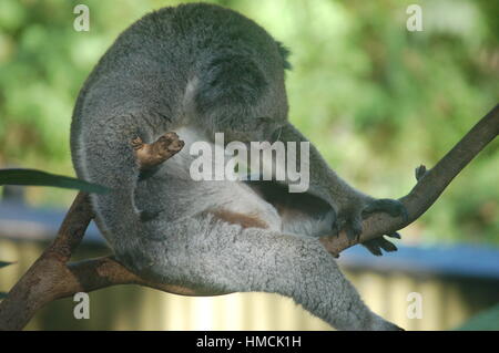 Le Koala assis dans l'arbre de la côte centrale, New South Whales, Australie Banque D'Images