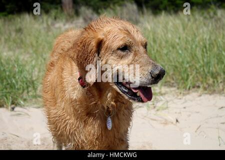 Chien mouillé sur la plage Banque D'Images