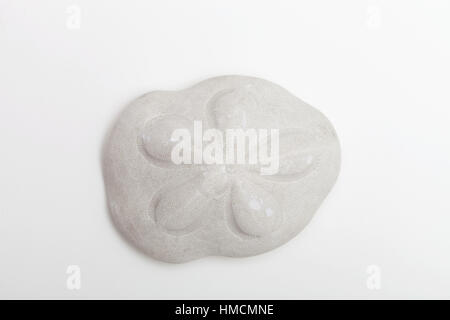 Un type de sand dollar connu comme un biscuit de mer Banque D'Images