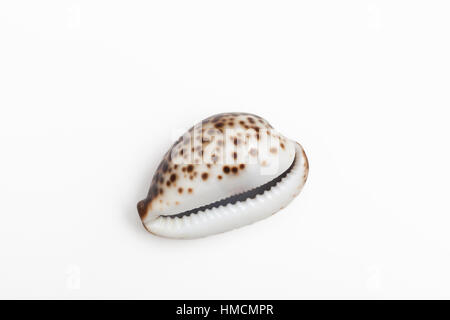 Un type d'appelé un cowrie ou porcelaines Banque D'Images