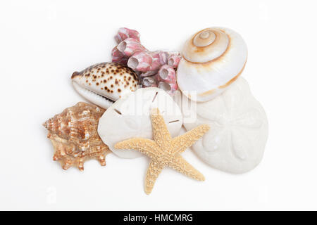 Une collection de coquillages - un cowrie shell, lune, de conques, les balanes, étoiles, sand dollar et biscuit de mer sur un fond blanc. Banque D'Images