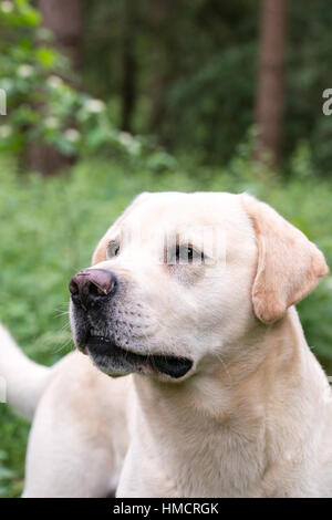 Un labrador jaune à alerte au cours d'une marche Banque D'Images