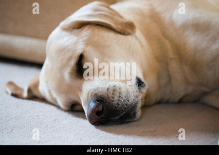 Un mâle Labrador jaune dormir sur un tapis crème Banque D'Images