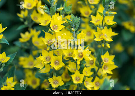 La Salicaire Lysimachia punctata jaune à fleurs jardin, UK Banque D'Images