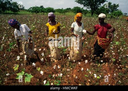 Les femmes pendant la récolte du coton, de la région de Man, Côte d'Ivoire. Banque D'Images