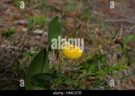 Cypripedium parviflorum, communément connu sous le nom de yellow Lady's Slipper mocassin, fleur, ou cheveux Lady Slipper jaune est une orchidée d'Amérique du Nord. Banque D'Images