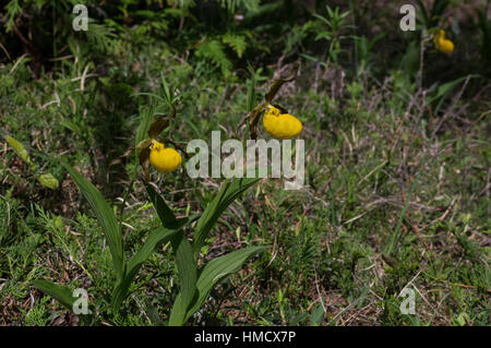 Cypripedium parviflorum, communément connu sous le nom de yellow Lady's Slipper mocassin, fleur, ou cheveux Lady Slipper jaune est une orchidée d'Amérique du Nord. Banque D'Images