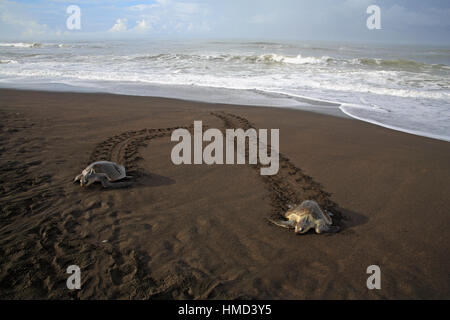 Deux femmes tortues olivâtres (Lepidochelys olivacea) sortant d'océan pour pondre des oeufs au cours de l'arribada. Wildlife Refuge Ostional, Guanacaste, Cos Banque D'Images