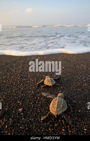 Les nouveau-nés de tortues olivâtres (Lepidochelys olivacea) fonctionnant à l'océan. Wildlife Refuge Ostional, Guanacaste, Costa Rica. Banque D'Images