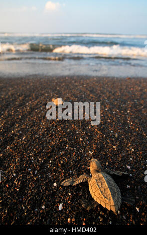 Les nouveau-nés de tortues olivâtres (Lepidochelys olivacea) fonctionnant à l'océan. Wildlife Refuge Ostional, Guanacaste, Costa Rica. Banque D'Images