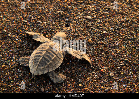 La tortue olivâtre (Lepidochelys olivacea). Wildlife Refuge Ostional, Guanacaste, Costa Rica Banque D'Images