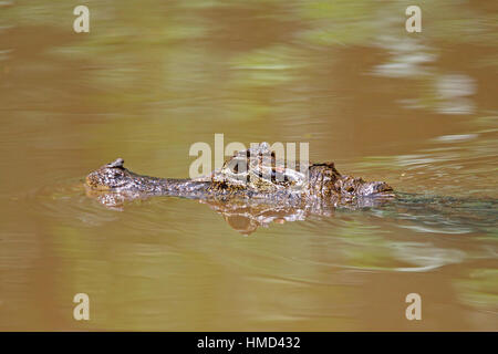 Caïman à lunettes (Caiman crocodilus) baignade dans la forêt tropicale naturelle canal, Parc National de Tortuguero, Costa Rica. Banque D'Images