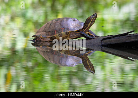 Tortue à oreilles Orange Chrysemys ornata) au soleil sur le canal de la forêt tropicale. Parc National de Tortuguero, Costa Rica. Banque D'Images