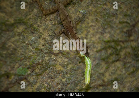 Golfo Dulce Anole Lizard (Norops polylepis) manger Caterpillar. Parc national de Corcovado, péninsule d'Osa, au Costa Rica. Endémique au sud-ouest du Costa Rica. Banque D'Images