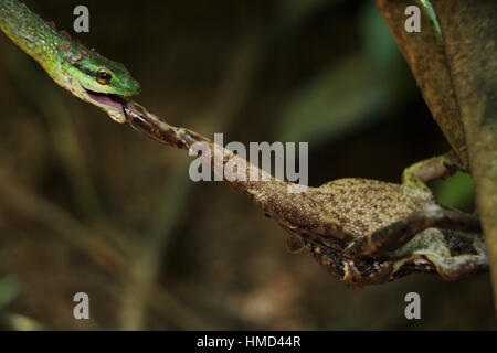 Perroquet vert serpent (Leptophis ahaetulla) prendre une à peau lisse (Bufo) haematiticus sur une rive du fleuve. Parc national de Corcovado, péninsule d'Osa, C Banque D'Images