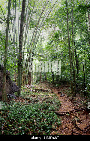 Paysage de jungle dense Banque D'Images