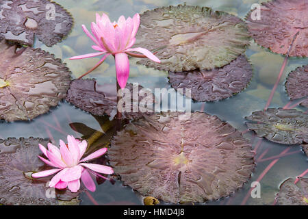 Fleurs nénuphar dans un étang Banque D'Images