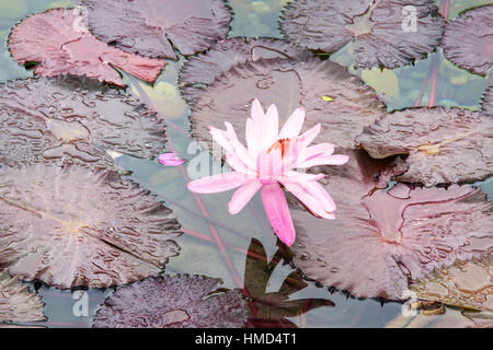 Fleurs nénuphar dans un étang Banque D'Images