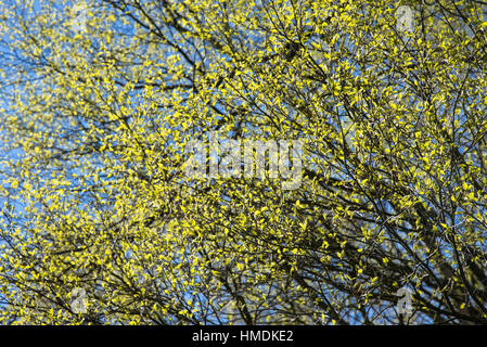 Nouvelles pousses vert vif au printemps soleil avec fond bleu du ciel. Banque D'Images