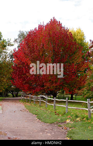 LIQUIDAMBER STYRACIFLUA. LANE ROBERTS. SWEET GUM EN AUTOMNE. Banque D'Images