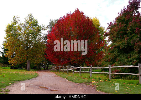 LIQUIDAMBER STYRACIFLUA. LANE ROBERTS. SWEET GUM EN AUTOMNE. Banque D'Images