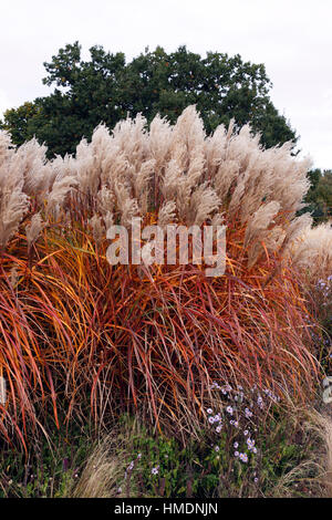 MISCANTHUS SINENSIS MALEPARTUS EN AUTOMNE. Banque D'Images