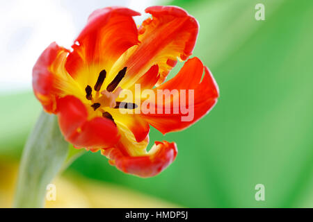 Ouverture red parrot tulip still life - nouvelle vie Jane Ann Butler Photography JABP1805 Banque D'Images