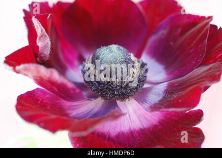 Une seule fleur anémone rouge sur blanc still life - produits frais et contemporain Jane Ann Butler Photography JABP1801 Banque D'Images