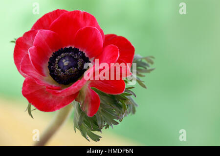 Une seule fleur anémone rouge sur vert still life - beauté fragile dans le langage des fleurs Jane Ann Butler Photography JABP1806 Banque D'Images