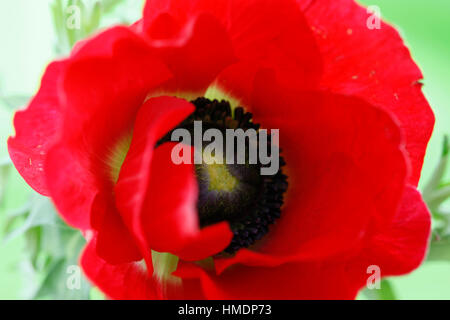 Une seule fleur anémone rouge sur blanc still life - produits frais et contemporain Jane Ann Butler Photography JABP1802 Banque D'Images