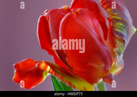 Ouverture red parrot tulip still life - nouvelle vie Jane Ann Butler Photography JABP1798 Banque D'Images