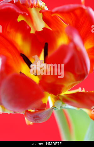 Red Parrot tulip stem, Close up of tombe, la stigmatisation et les anthères - cultiver Jane Ann Butler Photography JABP1809 Banque D'Images