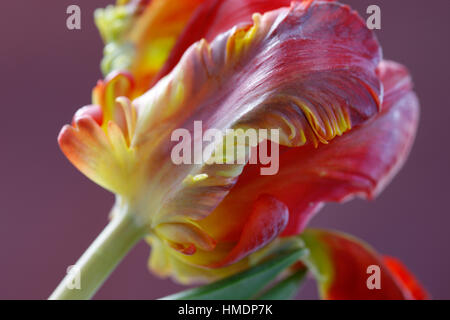 Ouverture red parrot tulip still life - nouvelle vie Jane Ann Butler Photography JABP1799 Banque D'Images