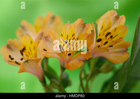 L'alstroemeria jaune élégant - fleurs d'amitié et de dévouement dans le langage des fleurs Jane Ann Butler Photography JABP1803 Banque D'Images