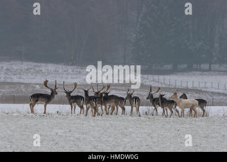 Cerfs en jachère (Dama dama) reposant dans un semis d'automne champ d'hiver Banque D'Images