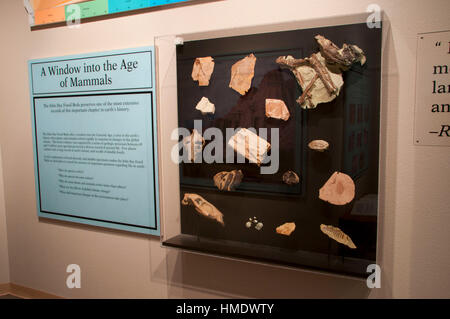 Exposition de fossiles à Thomas Condon centre de paléontologie, John Day Fossil Chambres Monument-Sheep Rock, l'unité nationale de l'Oregon Banque D'Images