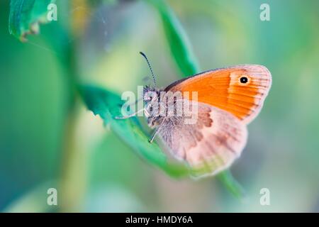 Beau papillon orange assis sur l'herbe verte dans le coucher du soleil la lumière. Papillon macro. Banque D'Images