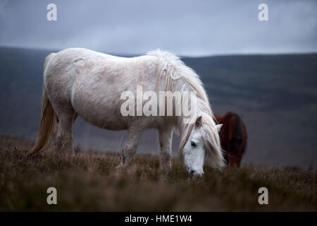 Cheval blanc sauvage sur un flanc de gallois Banque D'Images