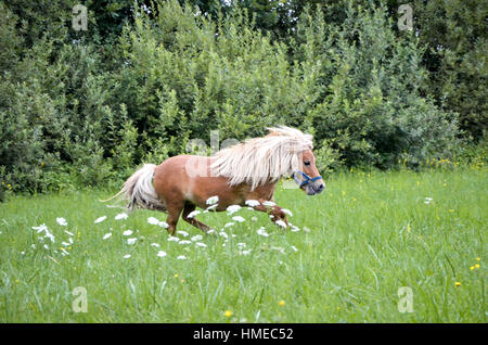 Cheval poney en laisse est le galop sur le pré. Shetland poney norvégien exerce sur l'herbe verte avec la forêt en arrière-plan. Dans la nature des animaux Banque D'Images