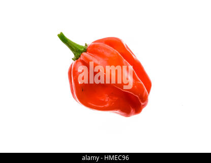 Caraïbes frais mûrs piment Habanero Rouge avec tige verte. Isolé sur blanc. Banque D'Images