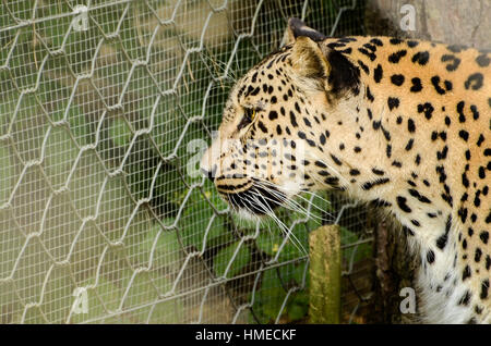 Léopard - Panthera pardus est à la cage de métal au zoo Banque D'Images